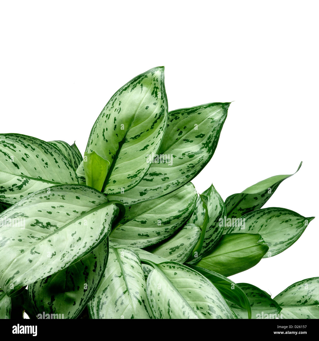 Vert feuilles frontière. clipping path Banque D'Images