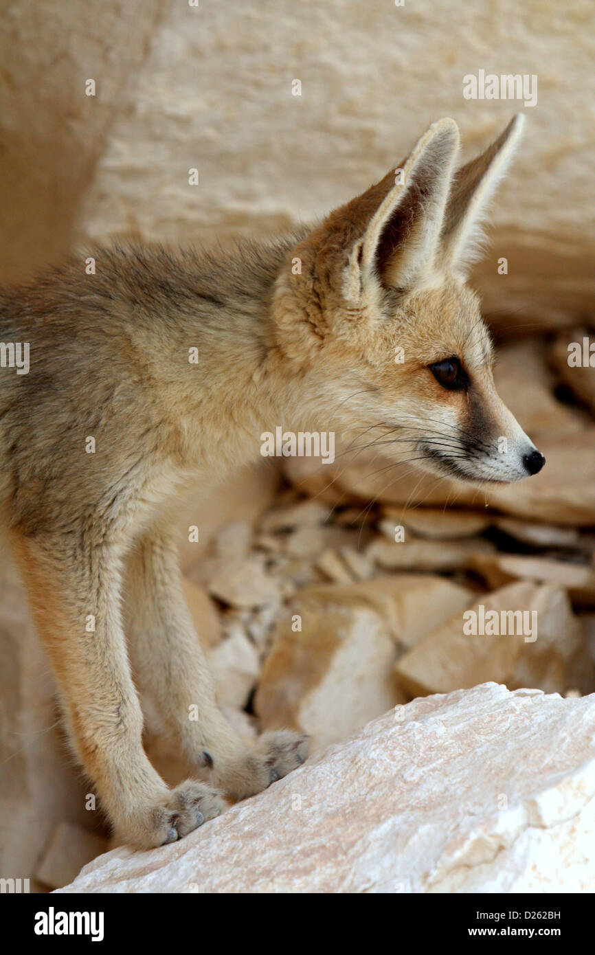 Un renard du désert dans le Sahara égyptien Banque D'Images