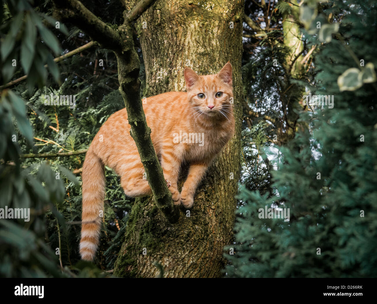 Chaton bengal gingembre cross in tree Banque D'Images