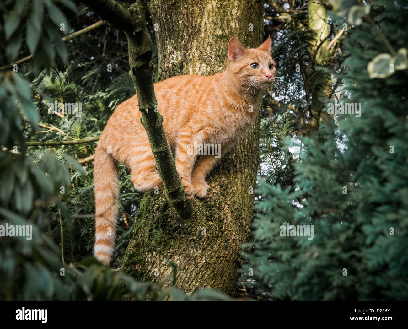Chaton bengal gingembre cross in tree Banque D'Images