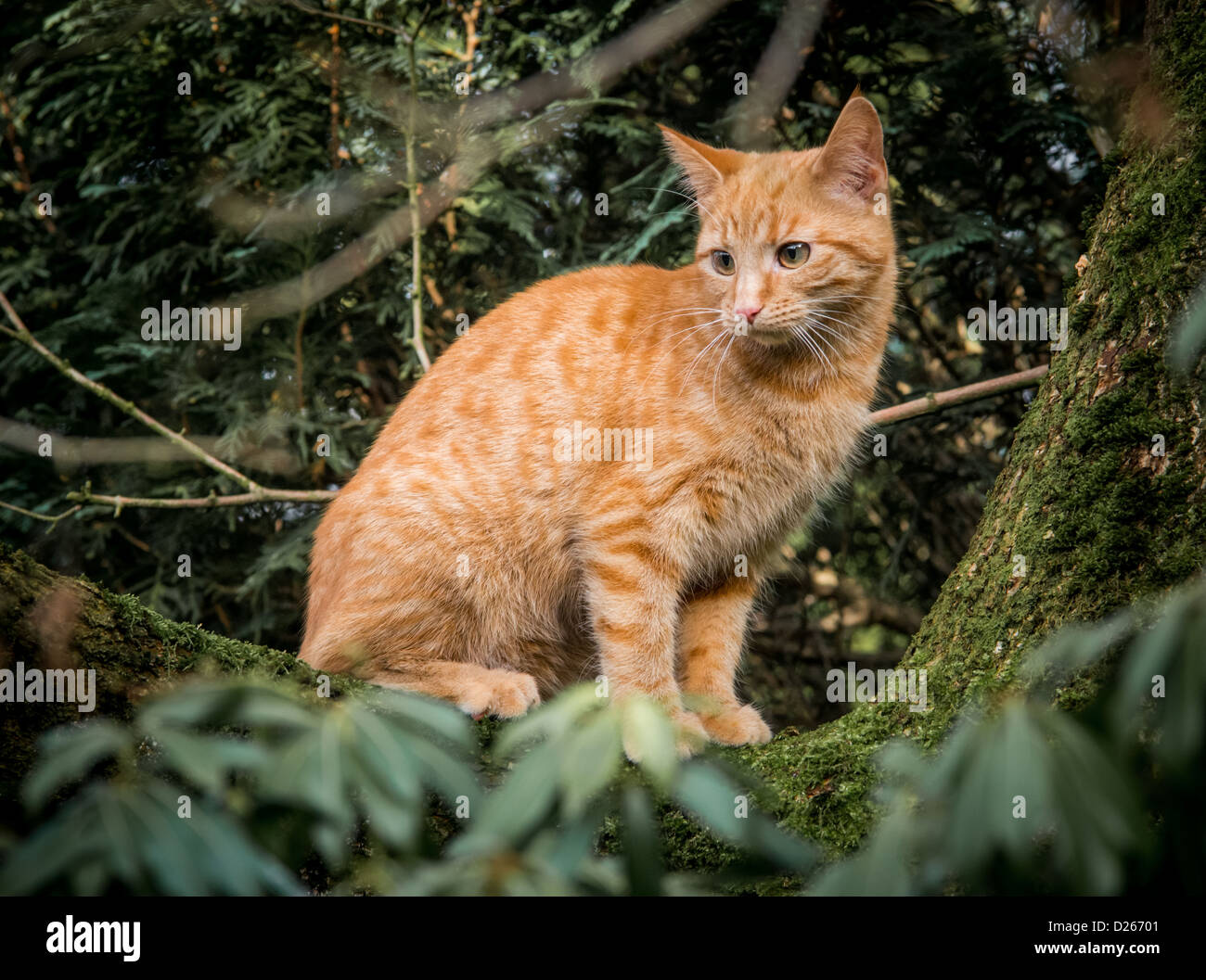 Chaton bengal gingembre cross in tree Banque D'Images
