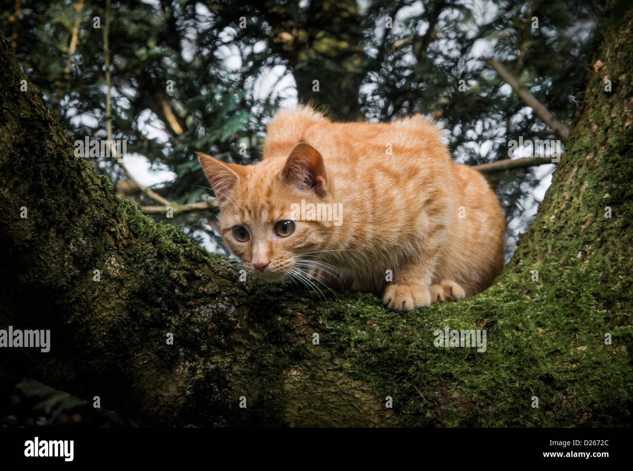 Chaton bengal gingembre cross in tree Banque D'Images