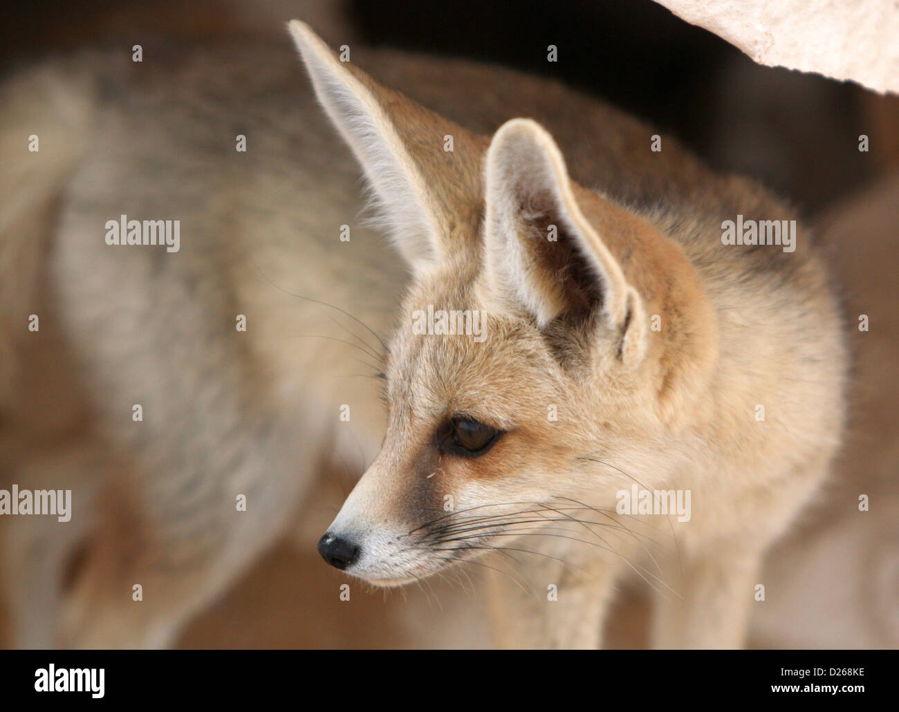 Un renard du désert dans le Sahara égyptien Banque D'Images