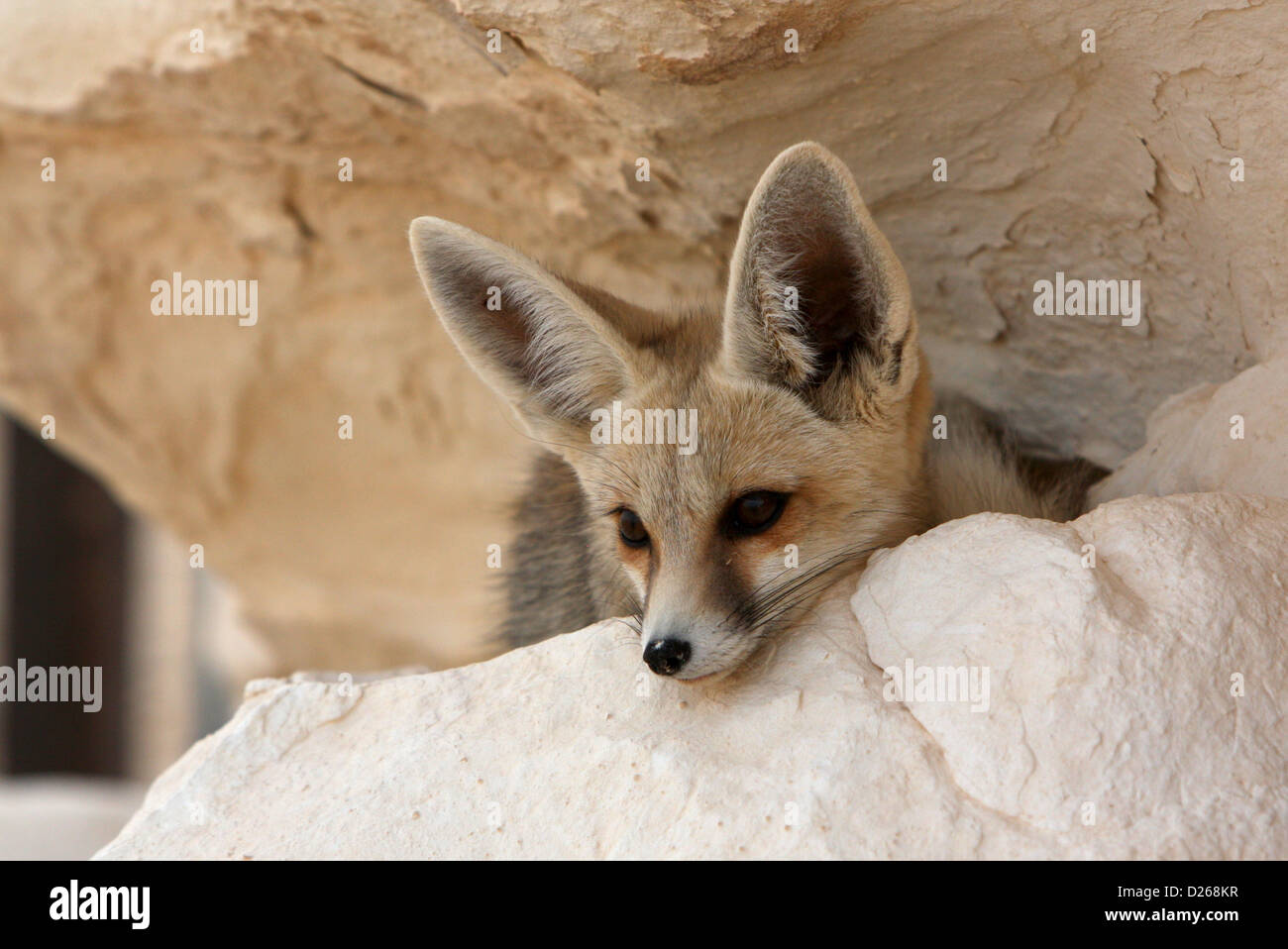 Un renard du désert dans le Sahara égyptien Banque D'Images