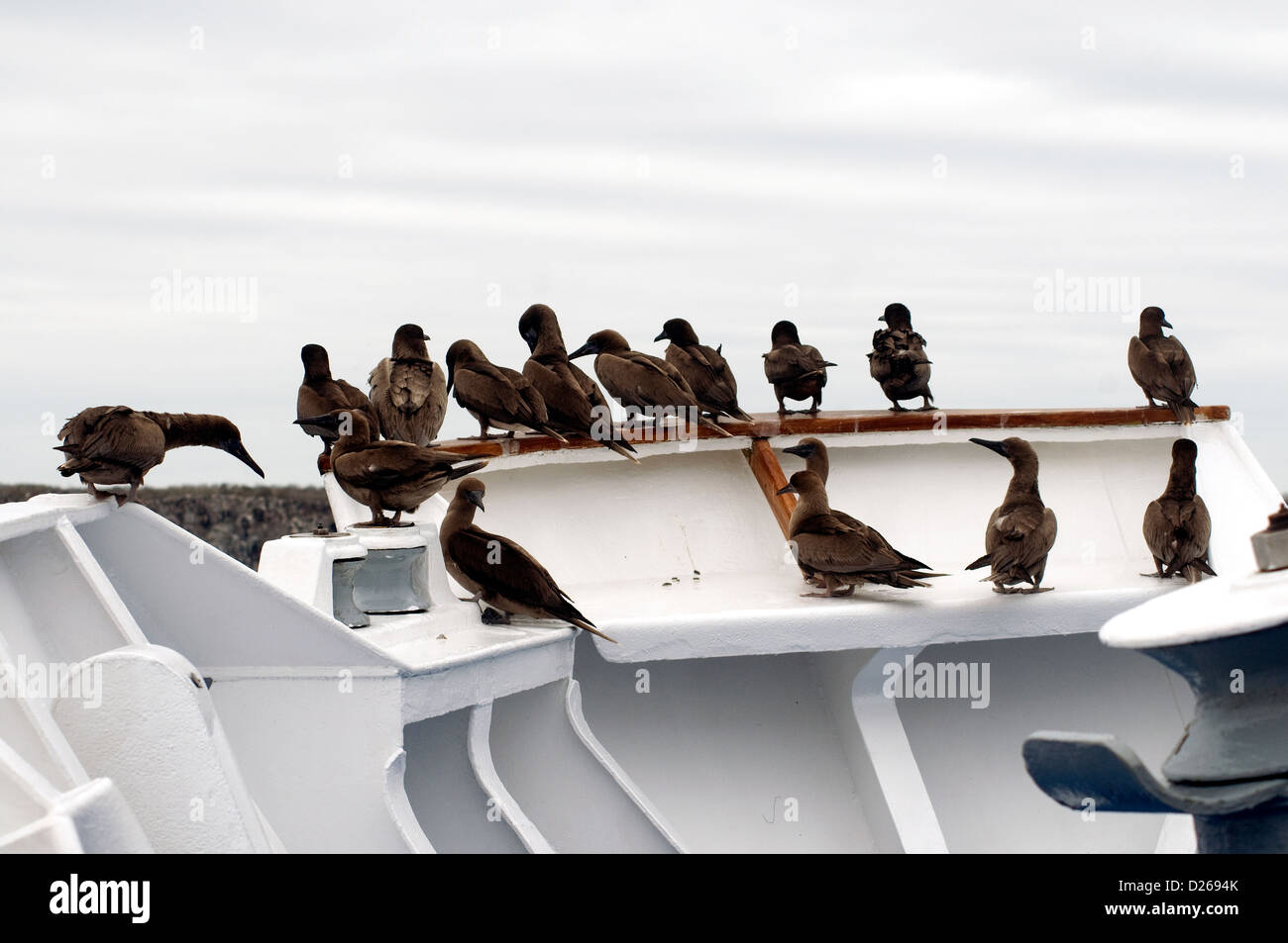 Sociably frigatebirds juvénile perchée à bord d'un bateau de croisière visiter les îles Galápagos Banque D'Images