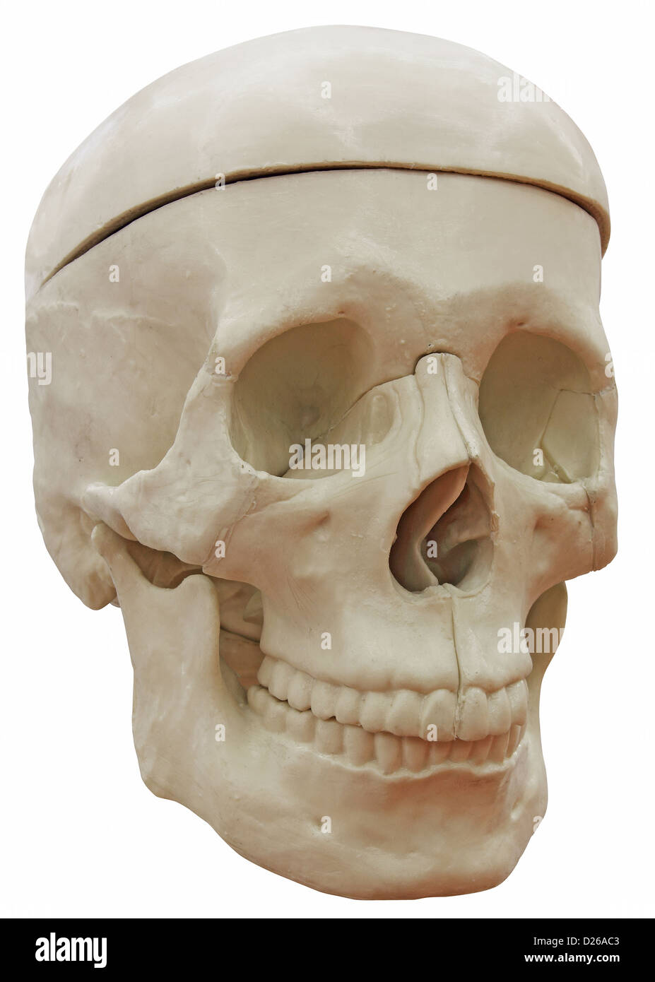 Le modèle médical de la tête de squelette isolé sur fond blanc Banque D'Images