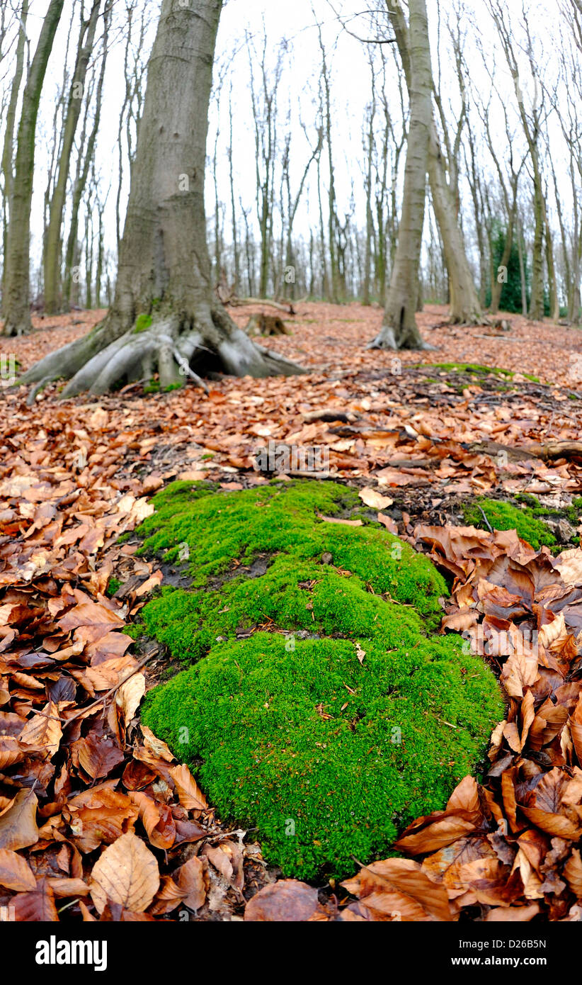 Mousse verte contrairement au light brown feuilles d'automne du hêtre sur le sol avec des bois de hêtres. Banque D'Images
