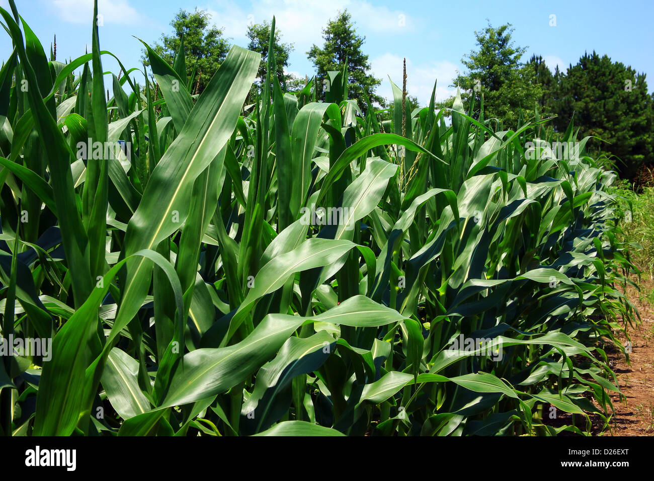 Les feuilles des plants de maïs dans la zone Banque D'Images