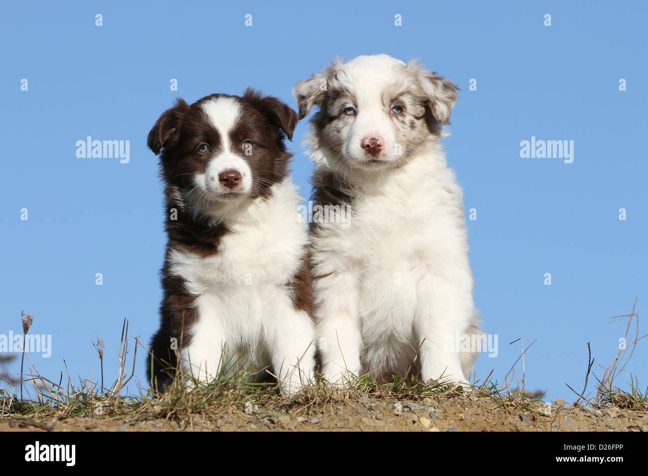 Australian shepherd dog different colored Banque de photographies et  d'images à haute résolution - Alamy