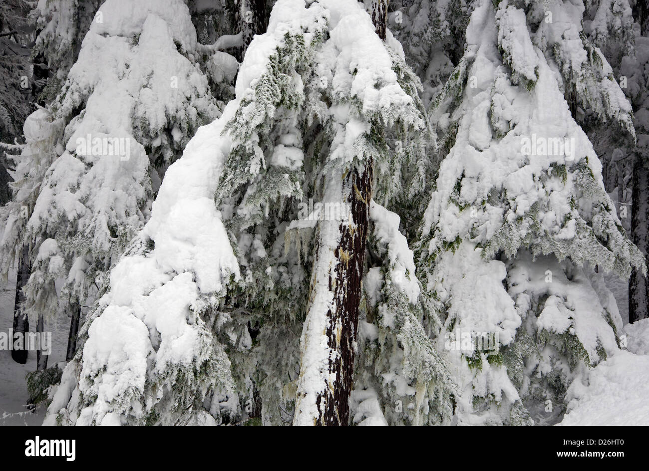 WASHINGTON - plâtrés de neige arbres dans la forêt près de Snoqualmie Pass dans le Okanogan-Wenatchee National Forest. Banque D'Images