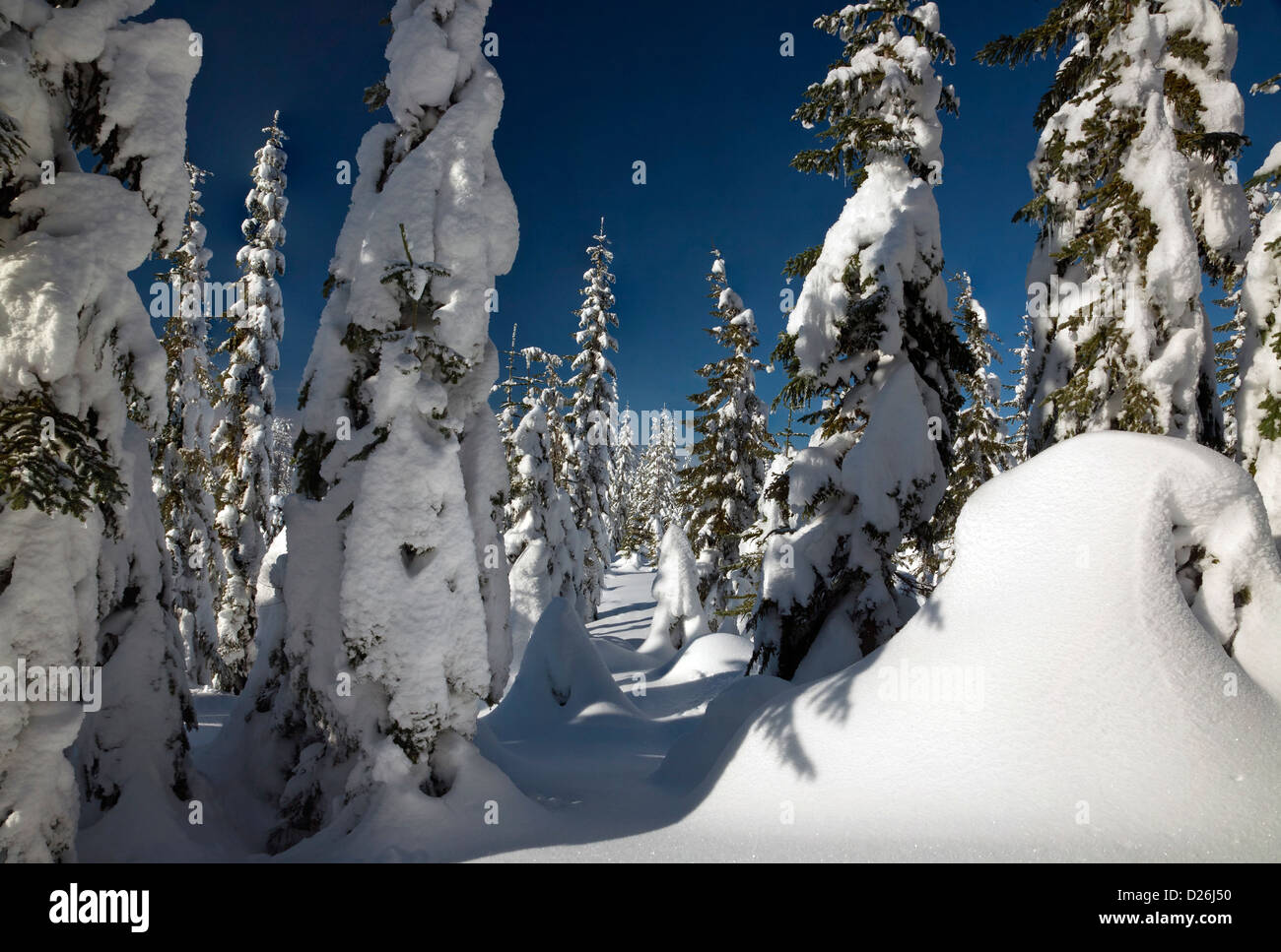 WASHINGTON - La neige arbres placardée près du sommet d'Amabilis montagne près de Snoqualmie Pass dans la forêt nationale de Wenatchee. Banque D'Images
