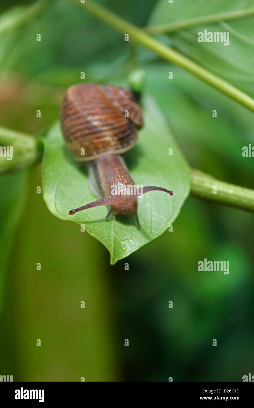 Helicidae romain, escargot, escargots, escargot, Helix aperta vignoble, escargot fouisseur Banque D'Images