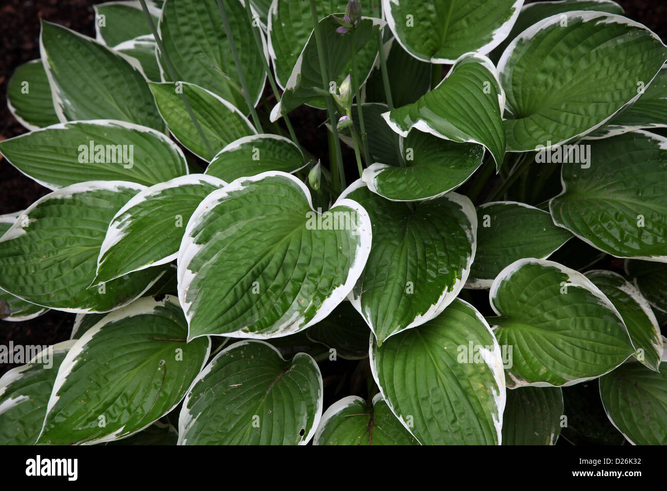 Plante Feuille Verte Et Blanche