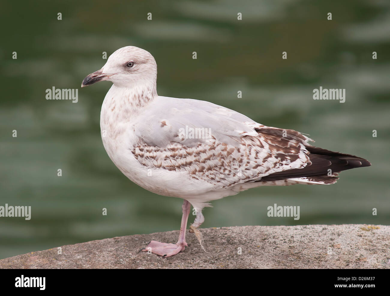 Une photographie d'une désactivation de mouette debout avec une jambe. Banque D'Images
