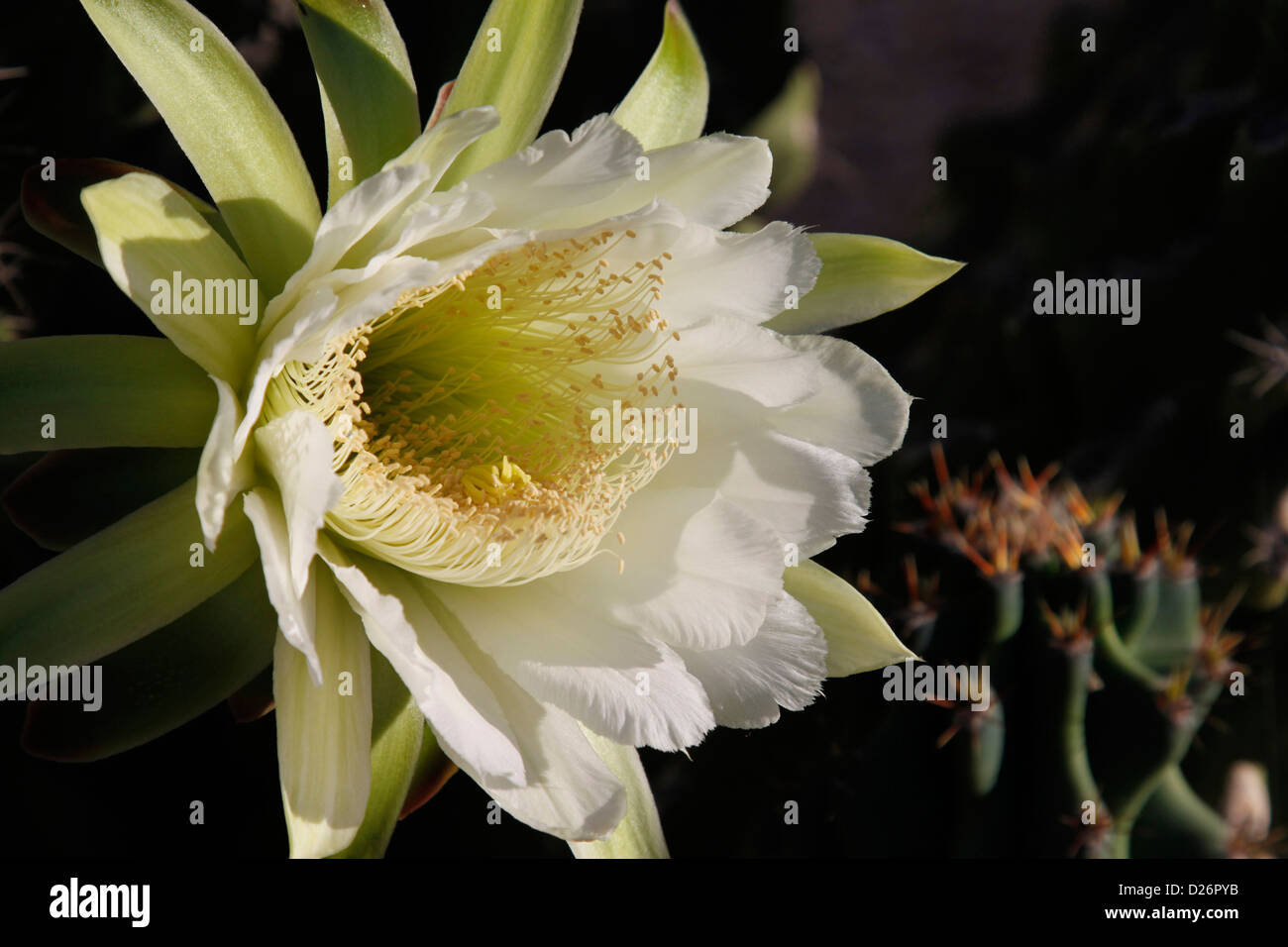 Seul Cereus Peruvianus cactus blo Banque D'Images