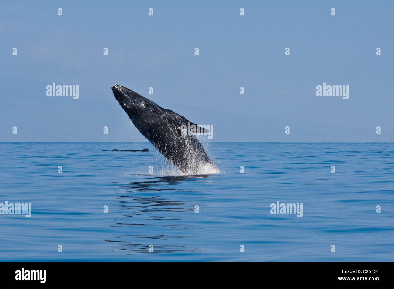 Baleine à bosse (Megaptera novaeangliae) violer près de Maui, Hawaii Banque D'Images