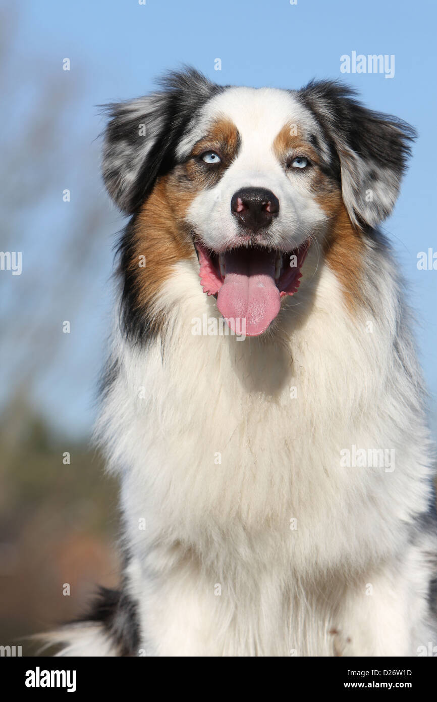 Chien Berger Australien Aussie / portrait adultes bleu merle yeux bleus  Photo Stock - Alamy