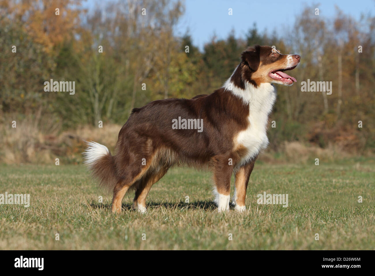 Chien Berger Australien / adultes Aussie tricolore rouge profil standard Banque D'Images