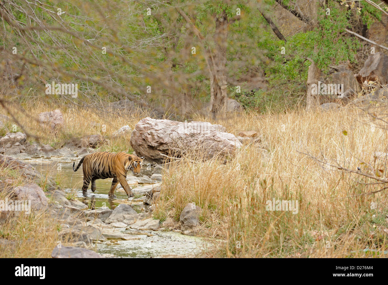 Tigre sauvage dans son habitat naturel sèches dans la réserve de tigres de Ranthambore, en Inde Banque D'Images