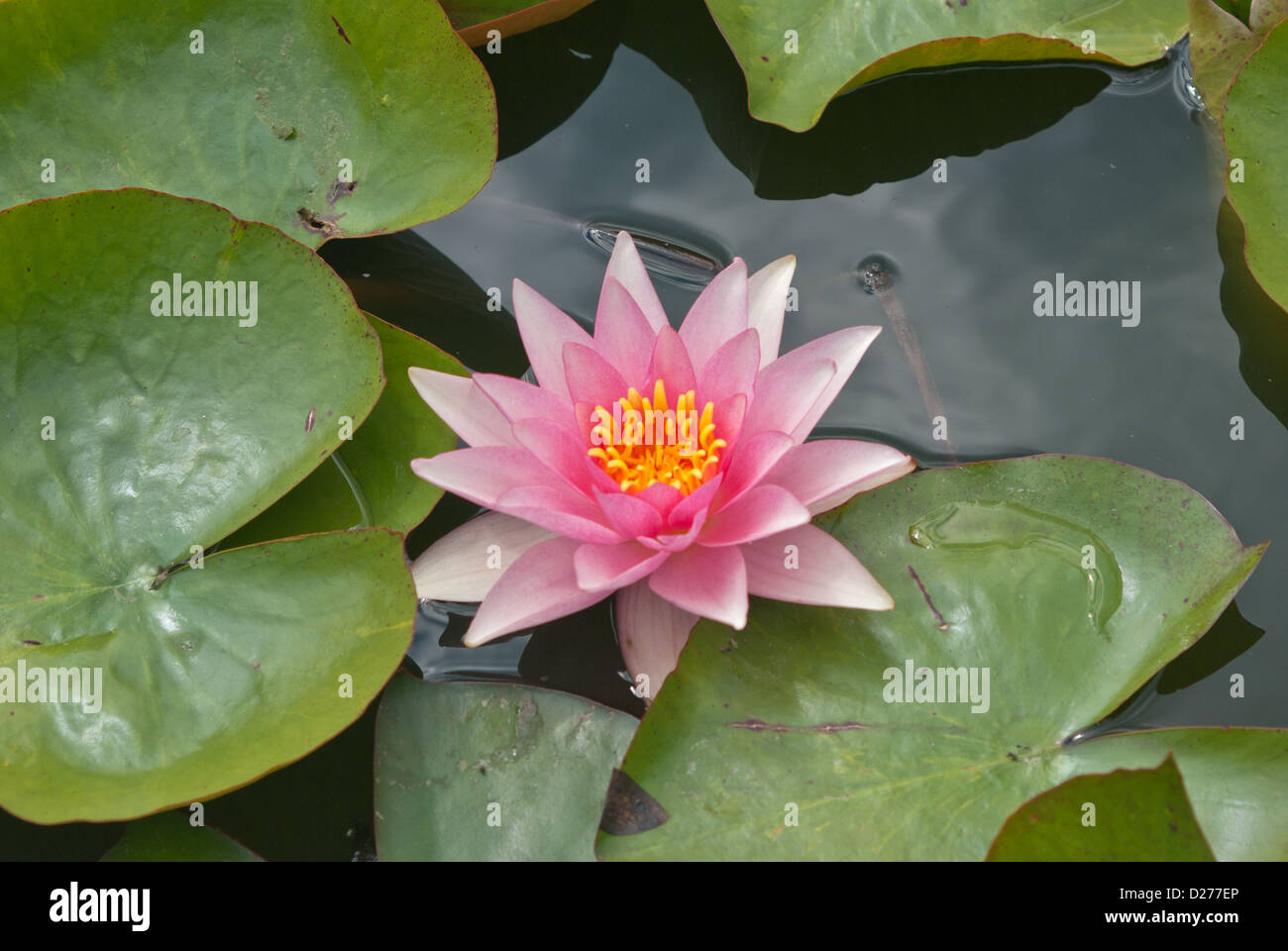 Nénuphar Nymphaeaceae Rosy Morn Banque D'Images