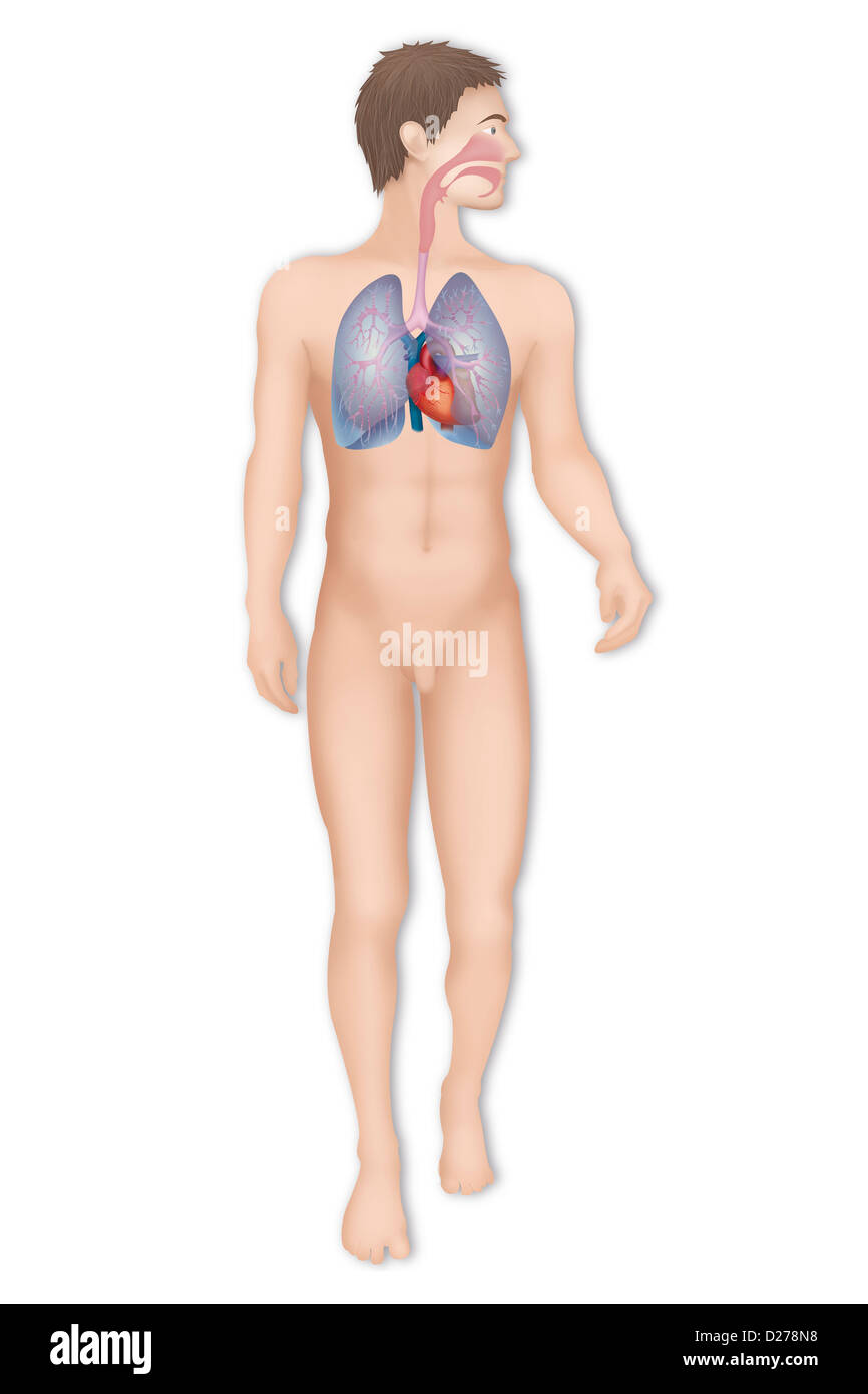 THORAX, ANATOMIE Banque D'Images