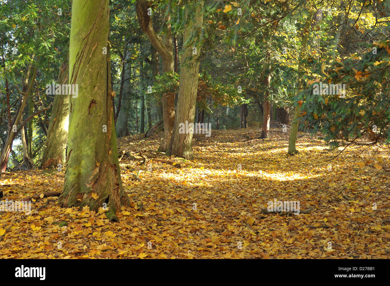 Forest Banque D'Images