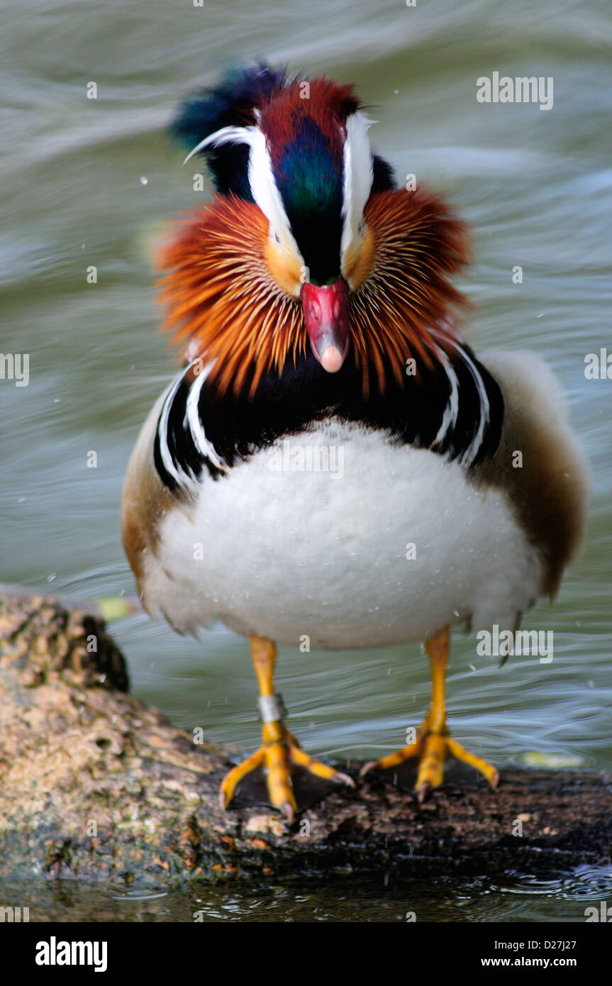 Au cours de la tête secouant drake Mandarin au lissage session. Slimbridge, Gloucestershire, Royaume-Uni Mars 2011 Banque D'Images