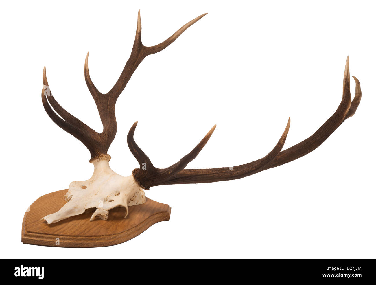 Scottish, Red Deer stags' tête et bois ; monté sur un bouclier en bois de chêne. Banque D'Images