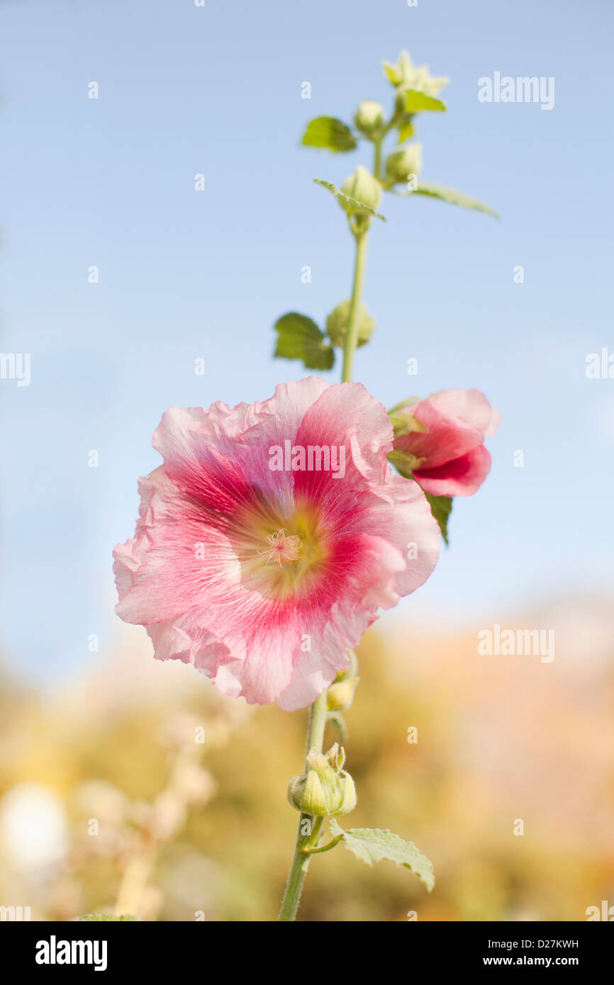 USA, Utah, Provo, close-up du capitule. Banque D'Images