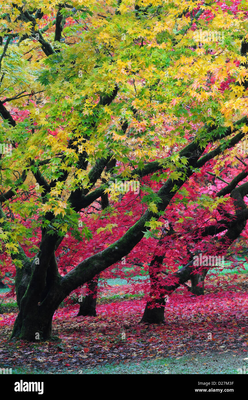 Une vue magnifique de l'ACERS en automne UK Banque D'Images