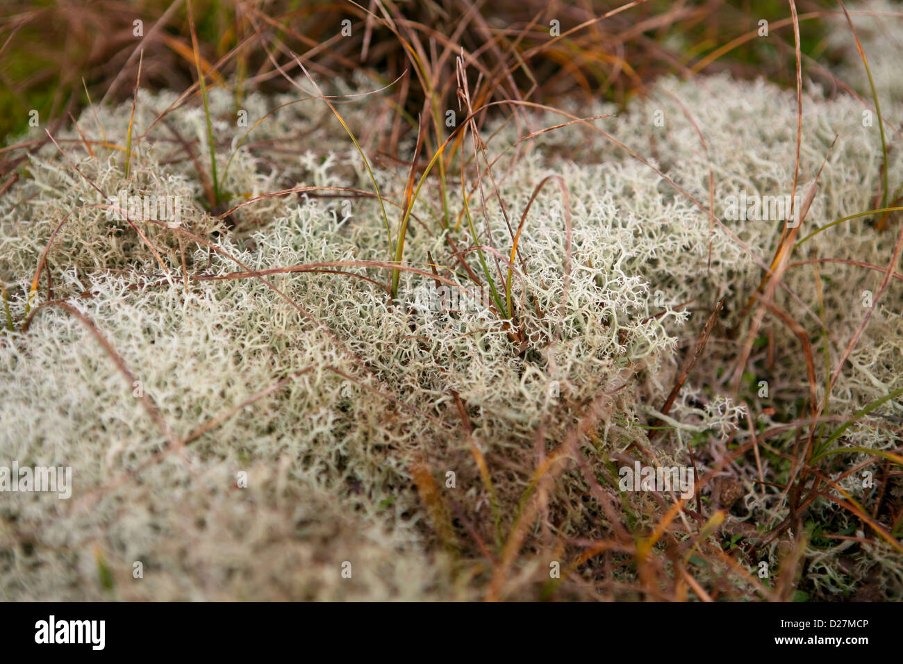 Lichen de renne (Cladonia portentosa) avec des haies / herbes Banque D'Images