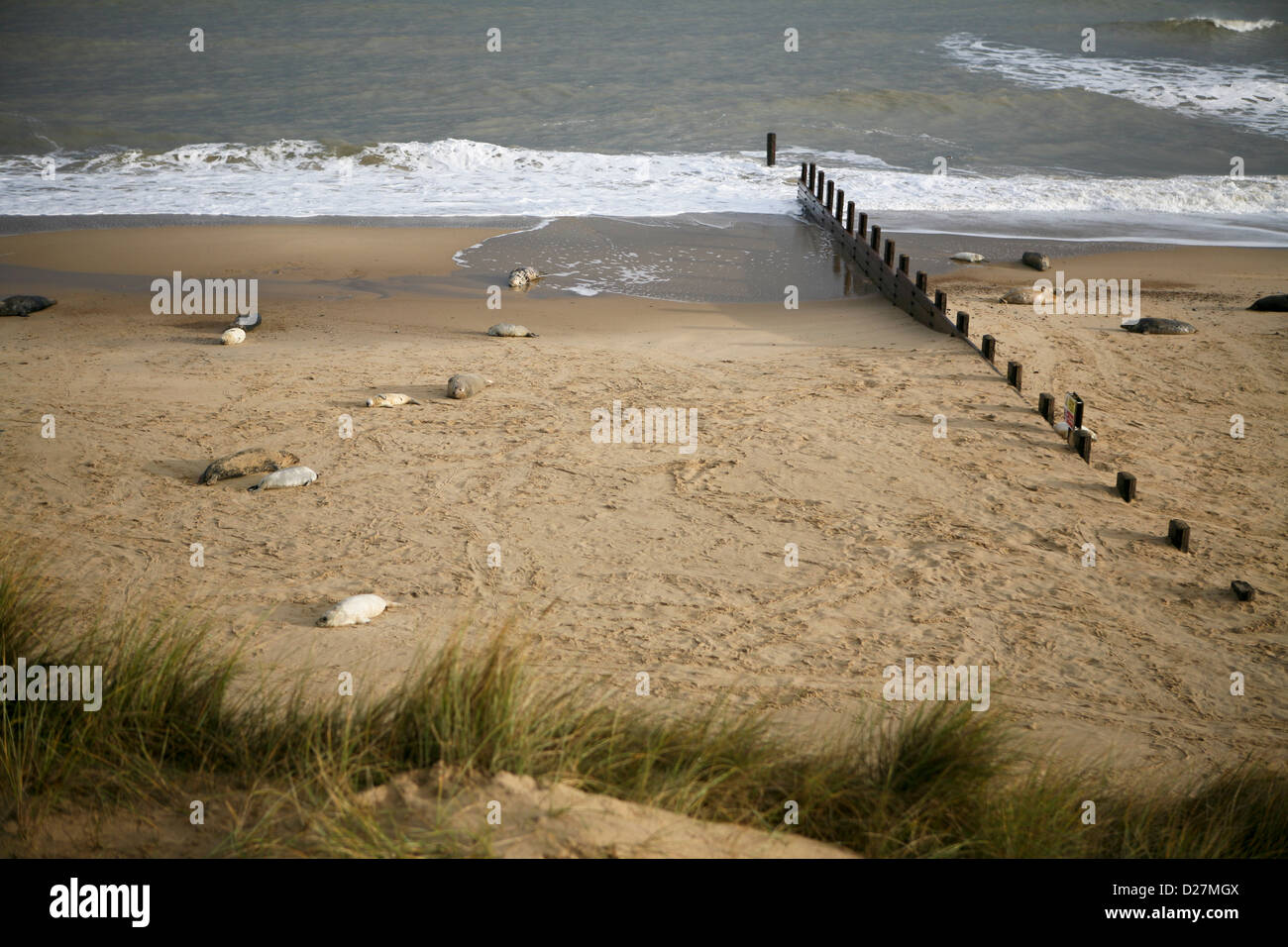 En mer plage Palling, Norfolk, à la fin de novembre, avec les phoques et leurs petits (Halichoerus grypus). Banque D'Images