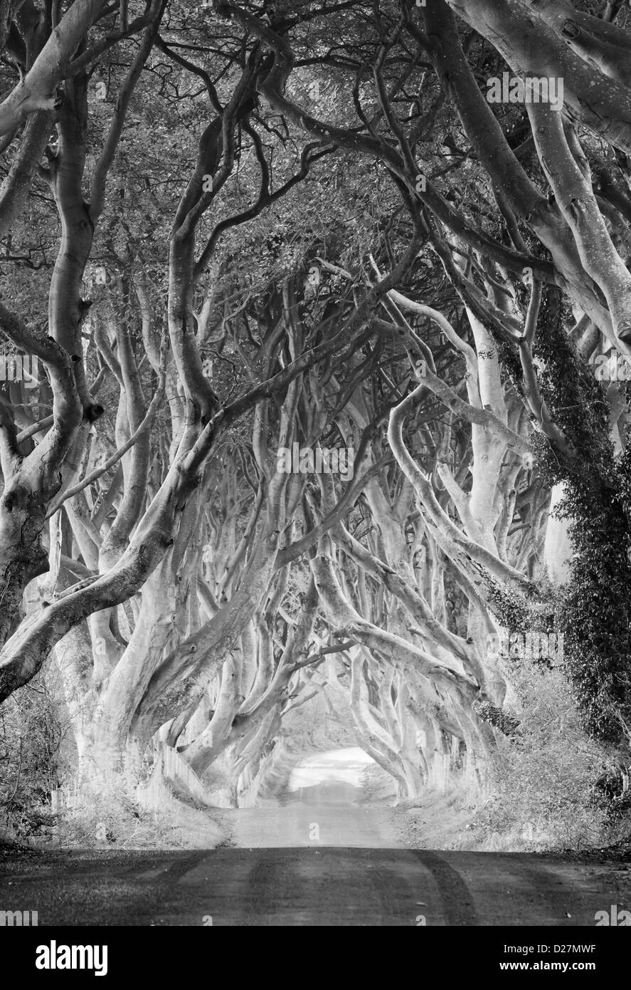 Vue du grand Monochrome et étonnant Dark Hedges - monument de l'Irlande du Nord Banque D'Images Vue du grand Monochrome et étonnant Dark Hedges - monument de l'Irlande du Nord Banque D'Images