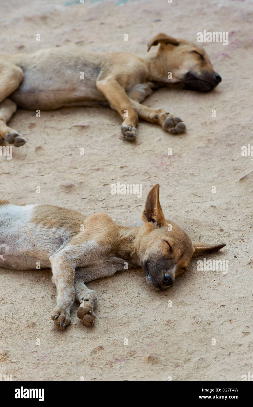 Deux chiots de sous-alimentation très fines de dormir sur le plancher, dans un village de l'Inde rurale. L'Inde Banque D'Images