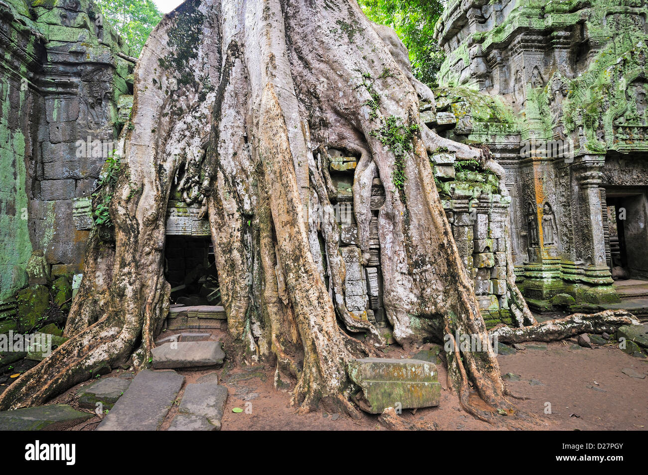 Angkor Wat, Cambodge - figue étrangleuse (Ficus sp.) Racines d'arbres sur le temple de Preah Khan Banque D'Images