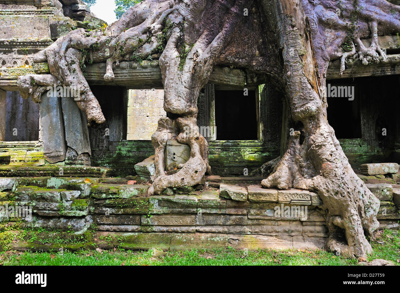 Strangler fig (Ficus sp.) les racines des arbres sur Preah Khan, temple Angkor Wat, au Cambodge Banque D'Images