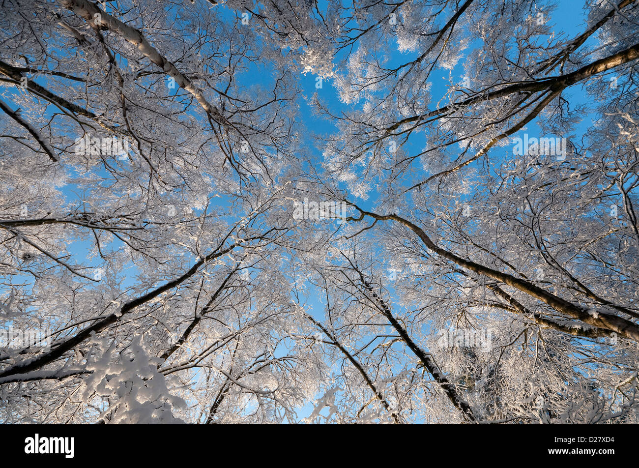 Arbres couverts de neige en hiver la forêt, Norfolk, Angleterre Banque D'Images