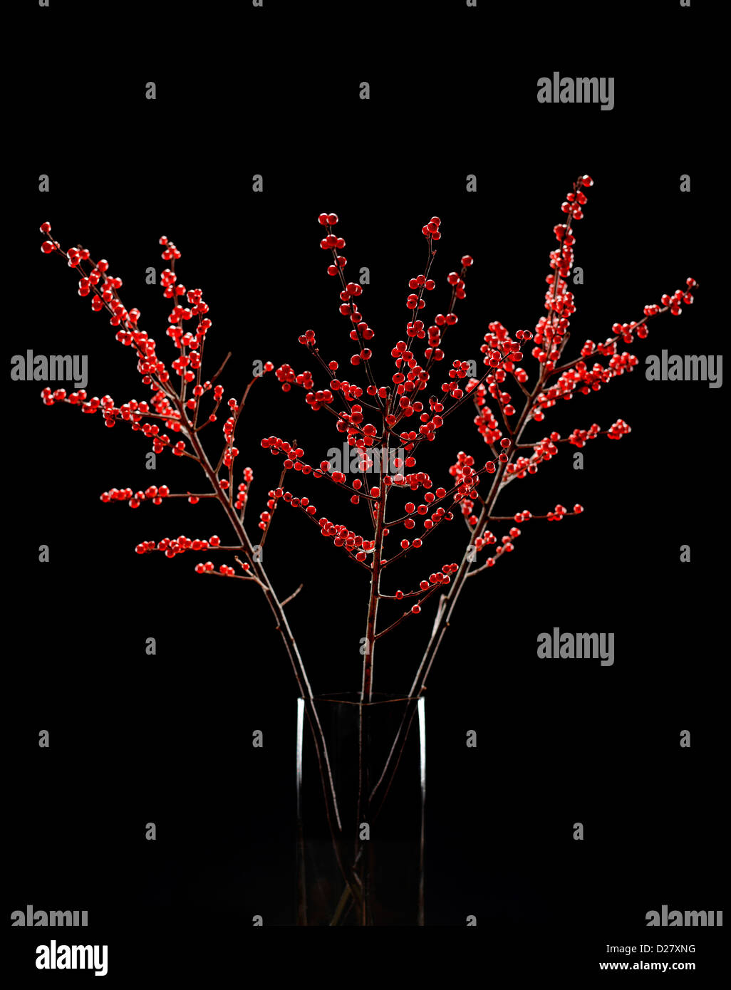 La disposition des baies d'hiver rouge Vase en verre sur fond noir Banque D'Images