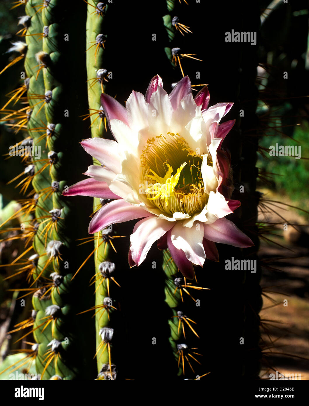 Selenicereus Grandiflorus cactus est une espèce originaire des Antilles, au Mexique et en Amérique centrale. Banque D'Images