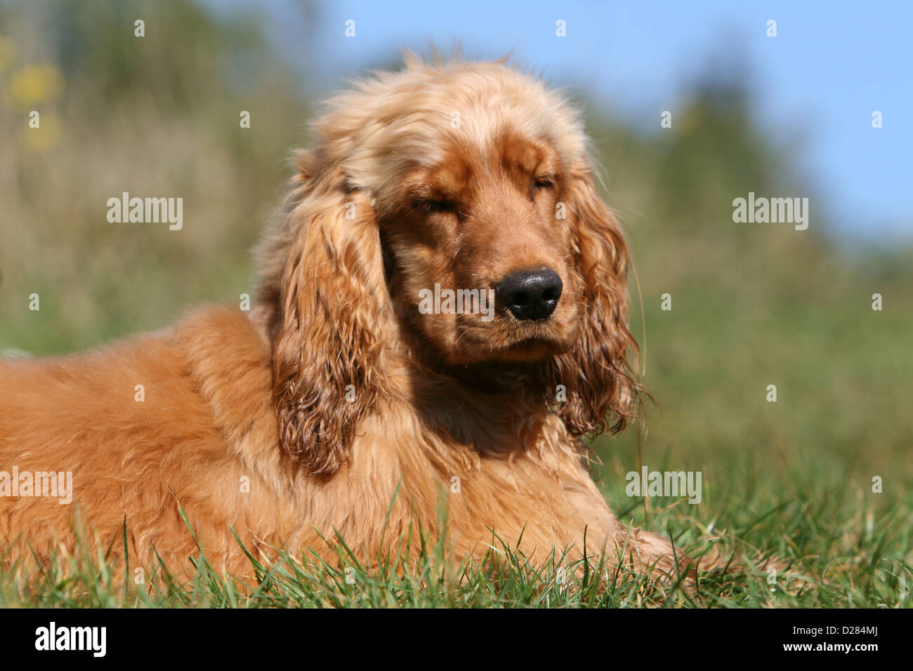 Chien Cocker Anglais chiot (rouge) de dormir dans un pré Banque D'Images