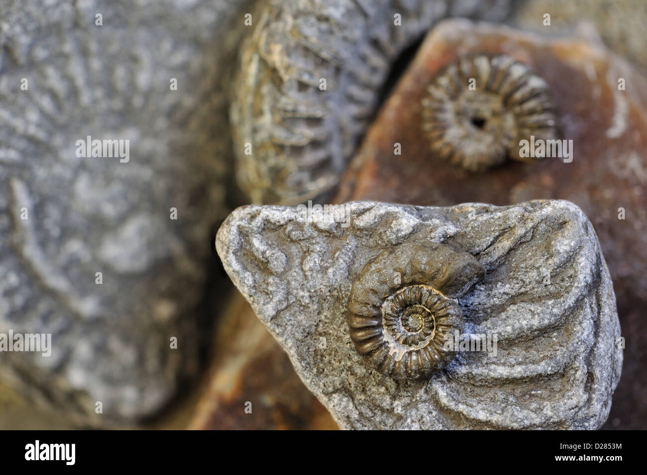 Promicroceras planicosta (fossiles d'ammonites) sur plage de galets, Lyme Regis le long de la Côte Jurassique, Dorset, dans le sud de l'Angleterre, Royaume-Uni Banque D'Images