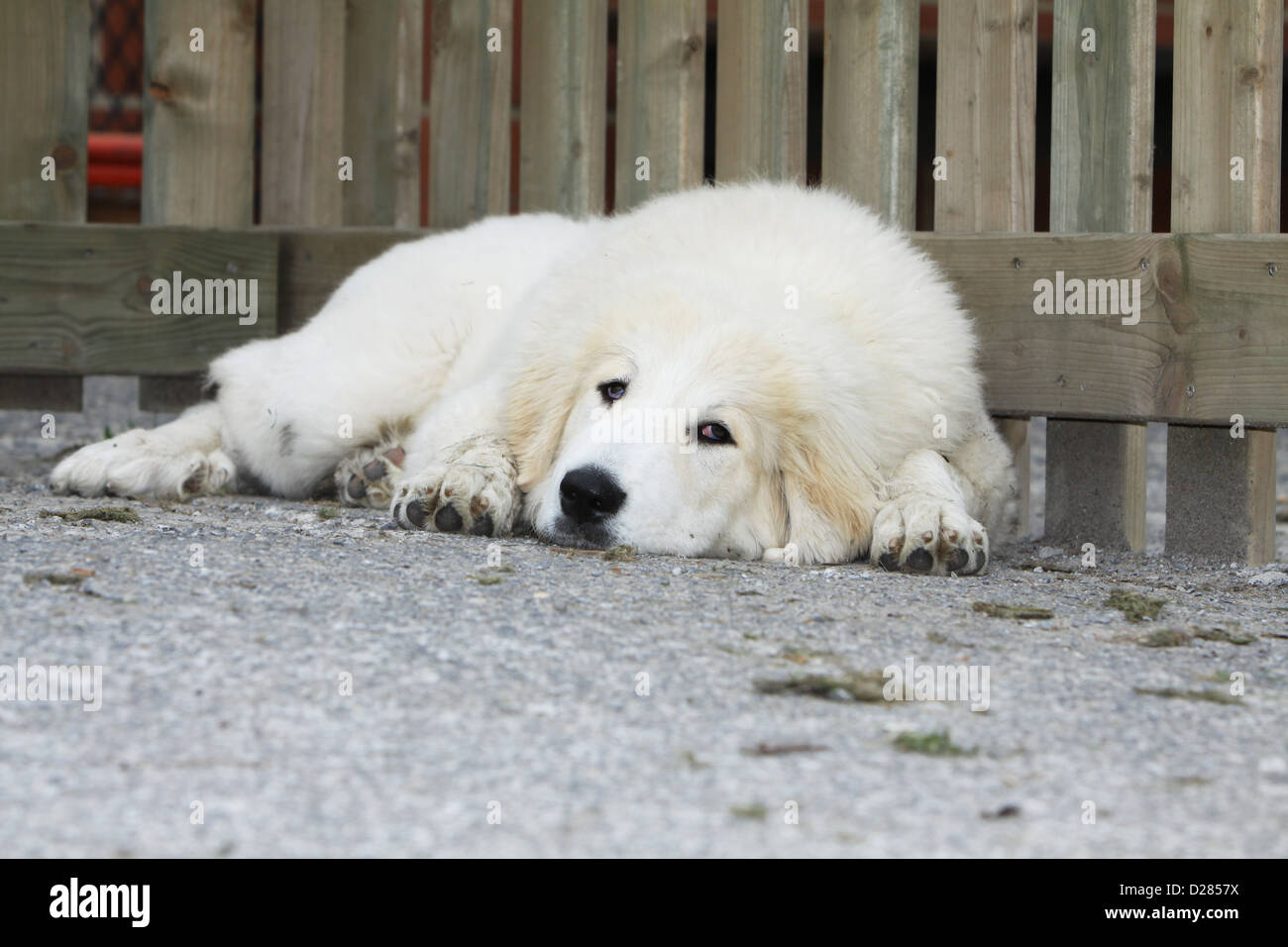 Chien De Montagne Des Pyrénées Chiot Est Fatigué Banque D