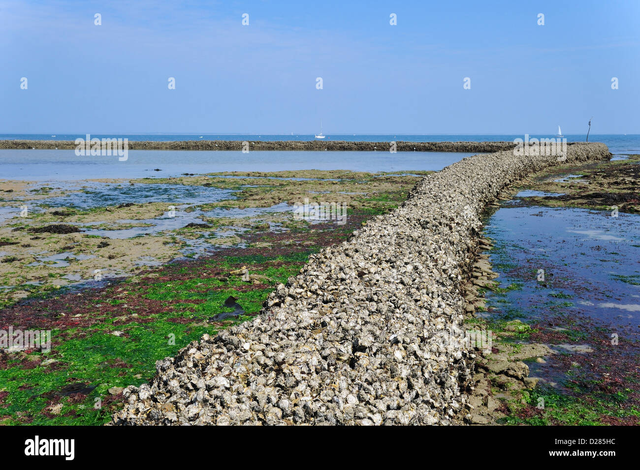 Verrouillage du poisson / écluse, façon traditionnelle de piéger les poissons à marée basse sur l'île Ile de Ré, Charente-Maritime, France Banque D'Images