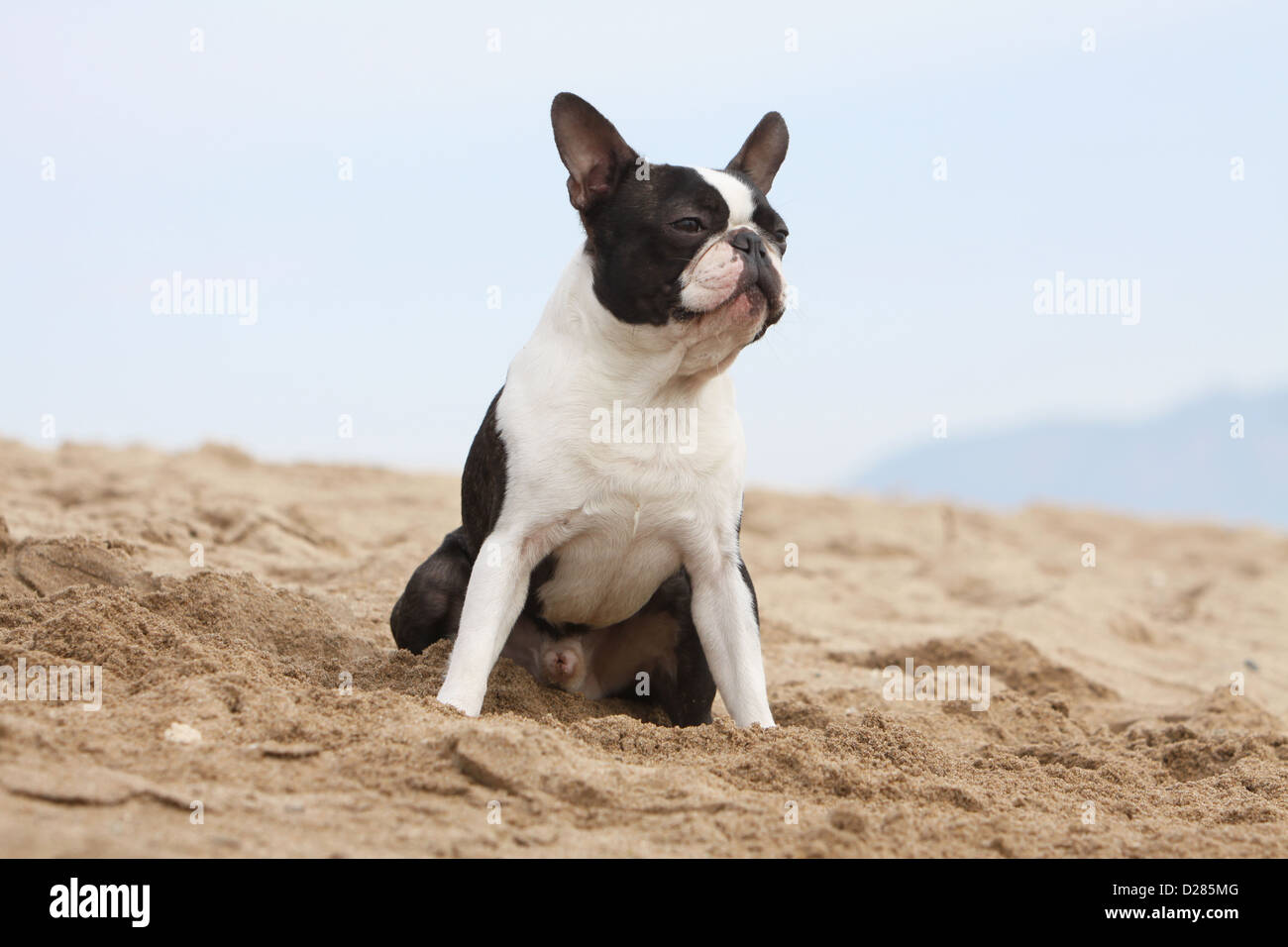 Sable sales boston terrier