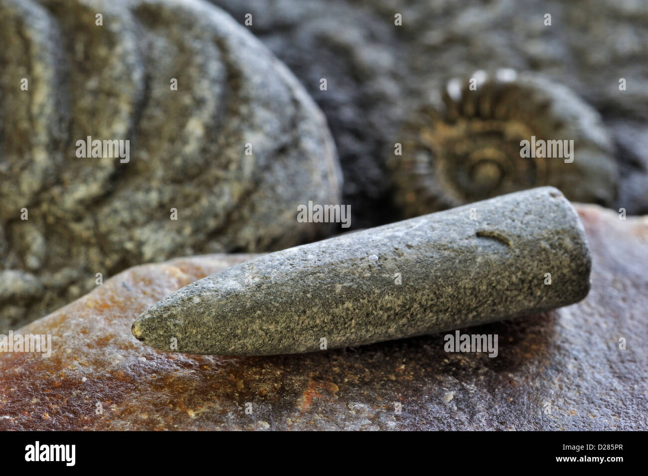 Combustibles fossiles comme les gardes d'ammonites et bélemnites sur plage de galets près de Lyme Regis, sur la côte jurassique, Dorset, England, UK Banque D'Images