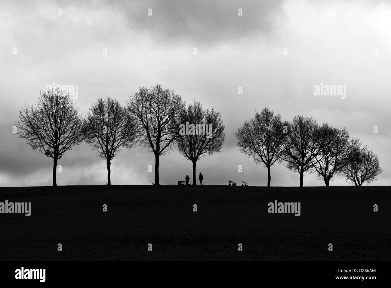 Les silhouettes des cyclistes sont vus à côté d'une rangée d'arbres près de la petite ville Darup en Rhénanie du Nord-Westphalie , Allemagne. Banque D'Images