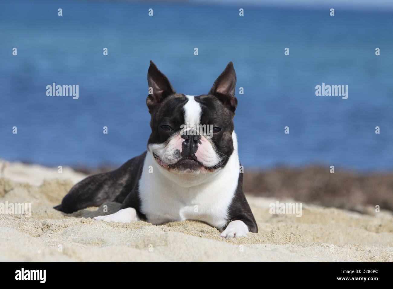 Chien Boston Terrier blanc et bringé (adultes) se prélasse sur la plage Banque D'Images