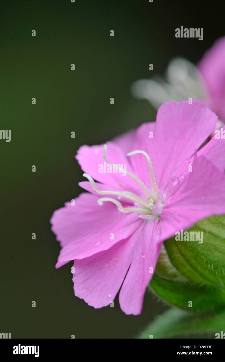 Red Campion : Silene dioica Banque D'Images