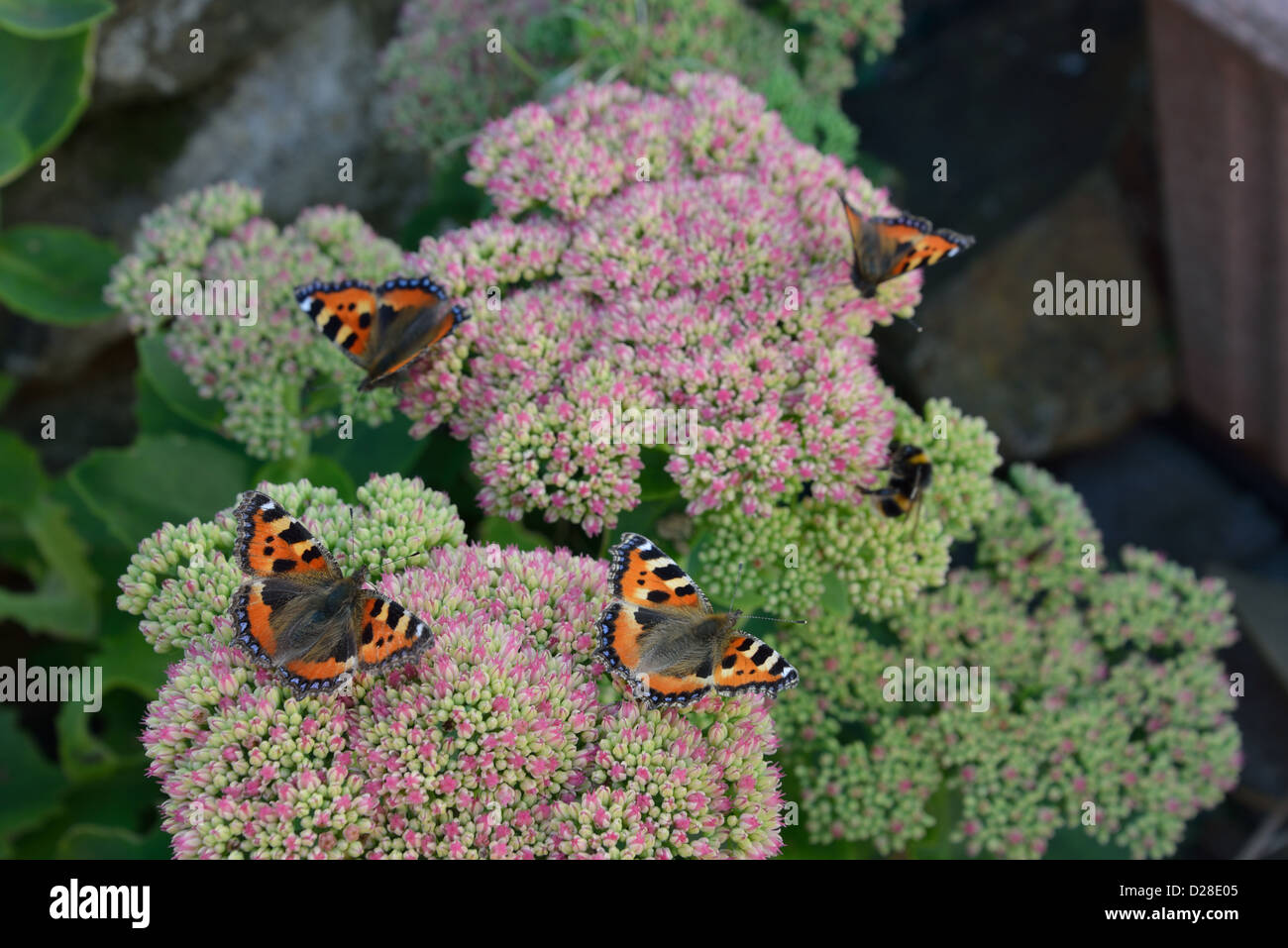 4 petites écailles de papillons sur fleurs d'été Banque D'Images
