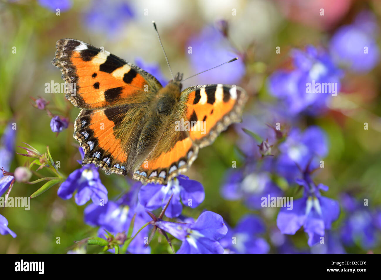 Les petites écailles de papillon sur les fleurs d'été Banque D'Images